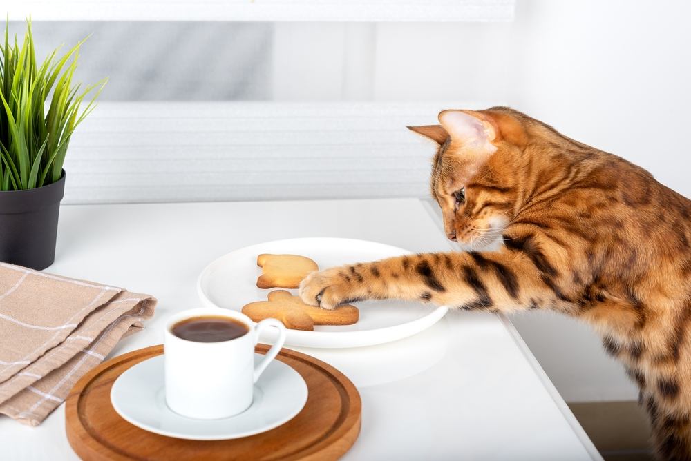 Een Bengaalse kat grijpt naar een koekje in een bord