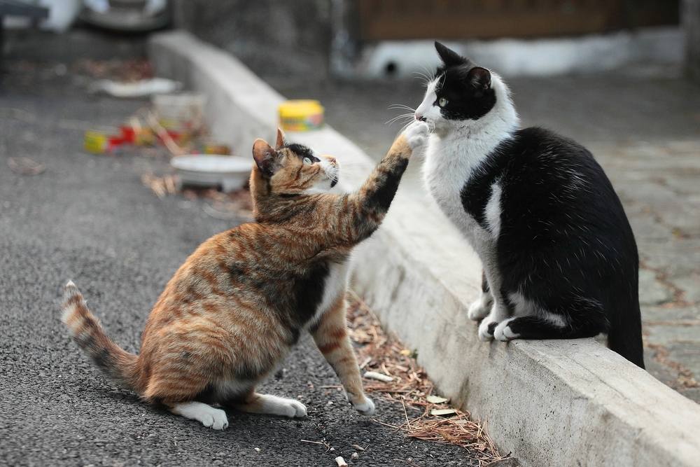 een kat die contact opneemt met een zittende vriend