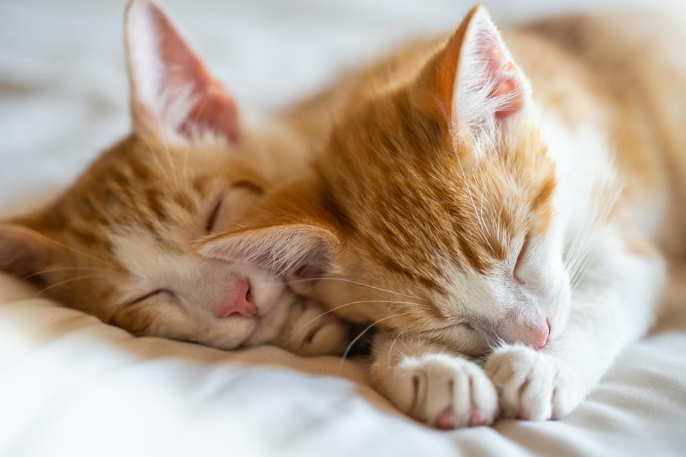 Twin oranje tabby kittens slapen