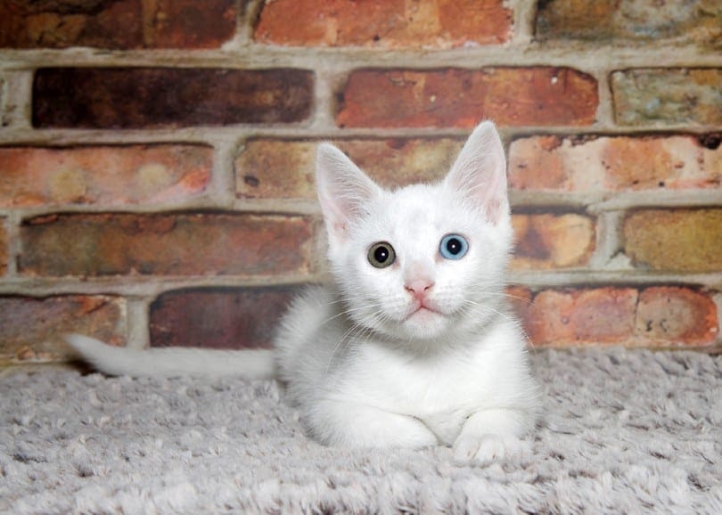 kitten leggen _Sheila Fitzgerald_Shutterstock