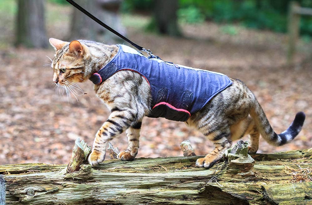 kat draagt jas harnas