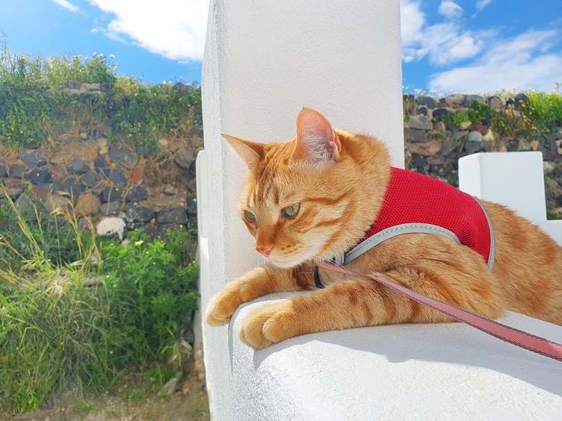 oranjegele kat draagt een rode harness_NINA IN SANTORINI_shutterstock