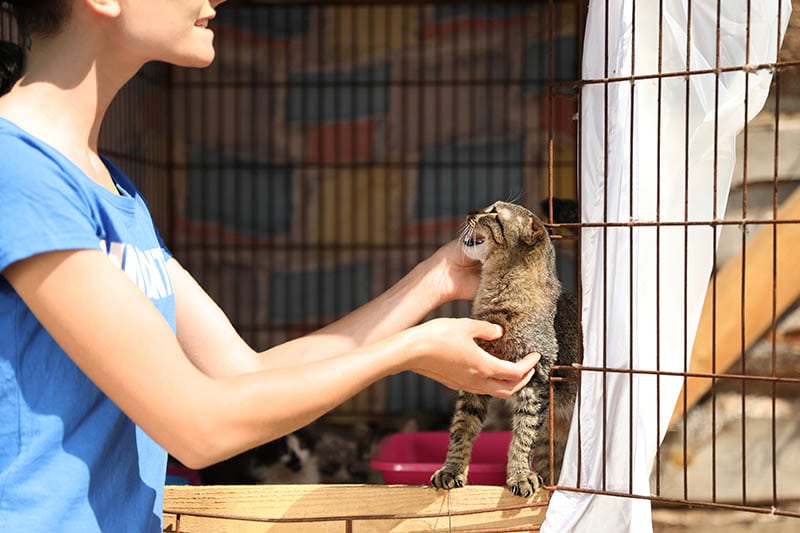 dierenreddingsvrijwilliger die een verwilderde kat temt