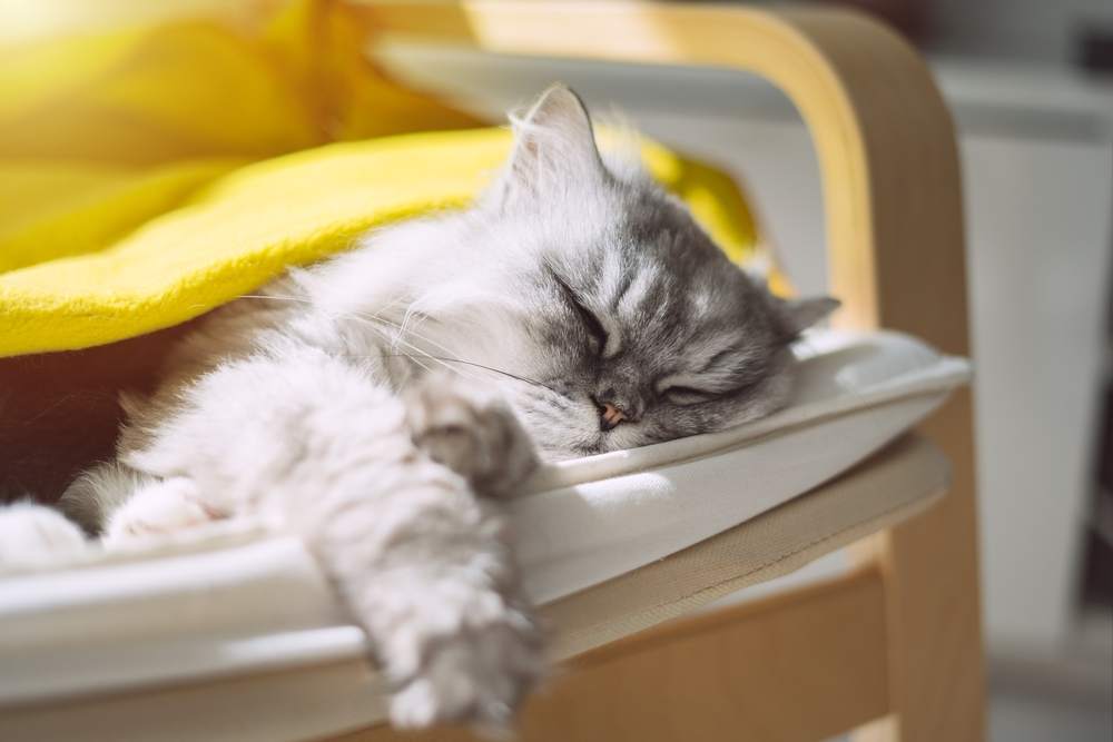 grijze kat bedekt met deken slapen