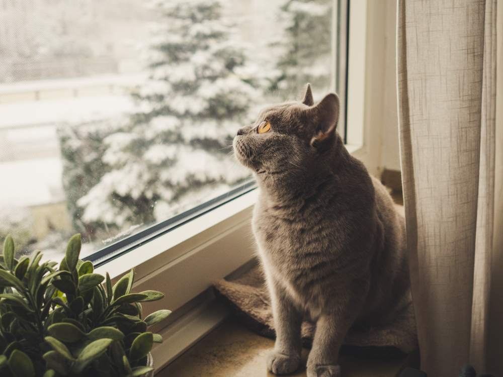 Britse kortharige kat die uit het raam kijkt naar een besneeuwde boom