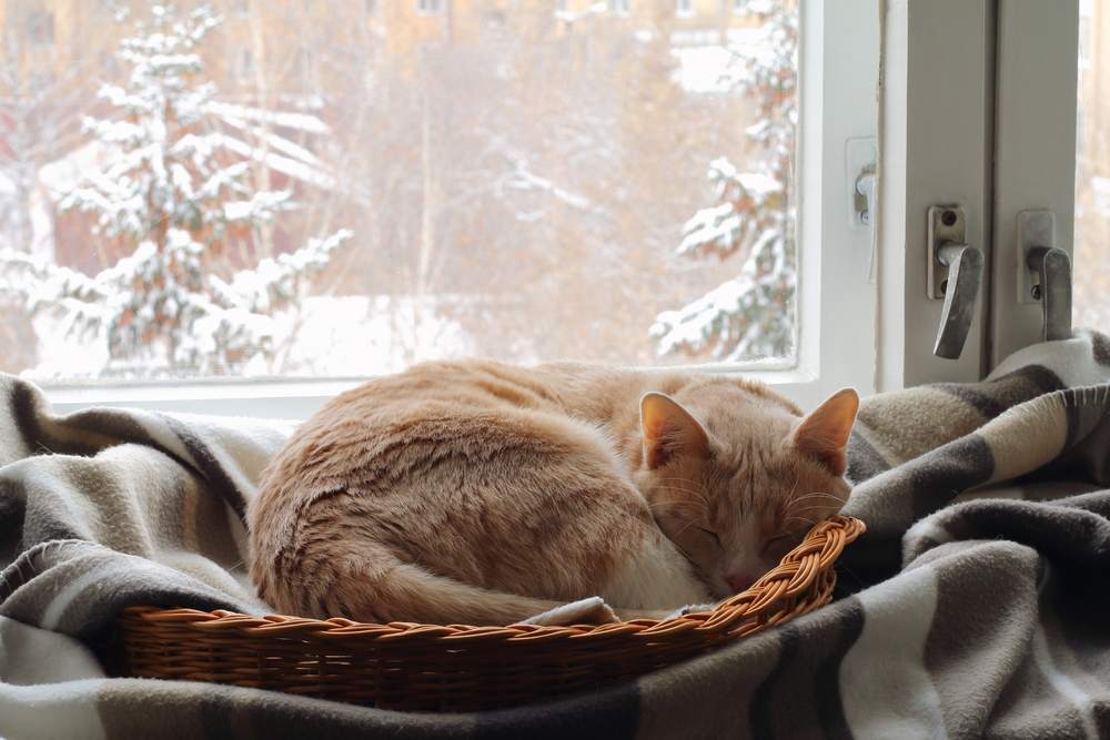 kat slaapt in een mand bij het raam in de winter.