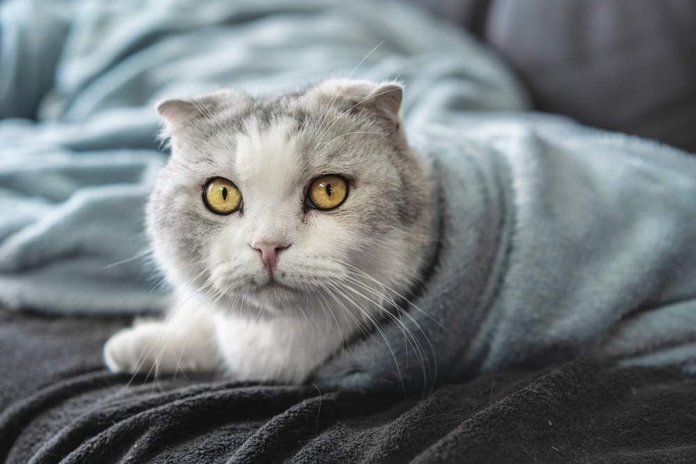 munchkin kat Gewikkeld in dekens