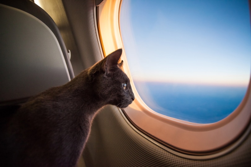 kat aan boord van het vliegtuig
