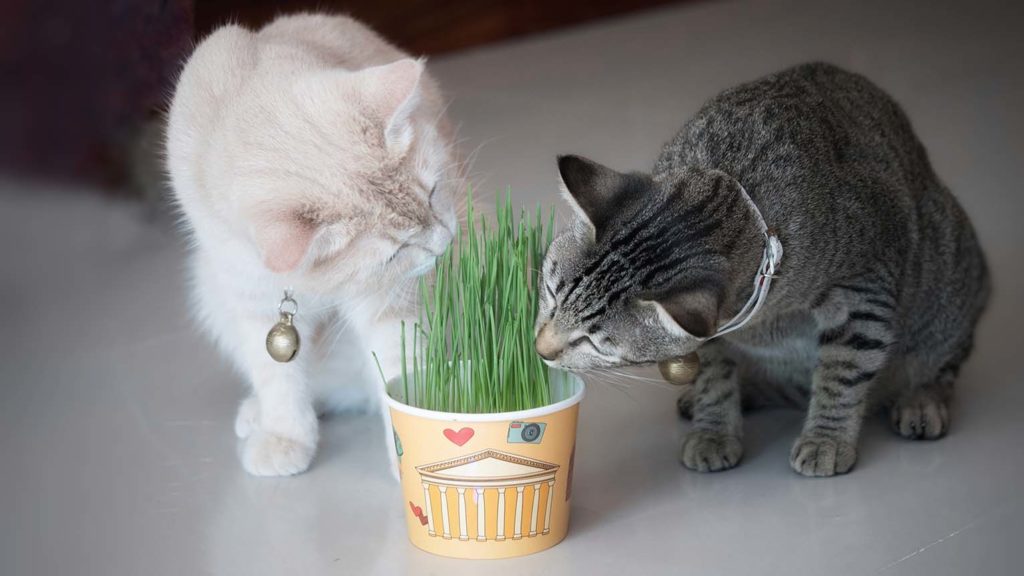 katten die tarwegras eten