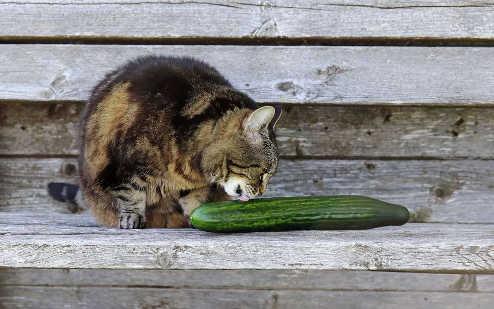 kat likt een komkommer
