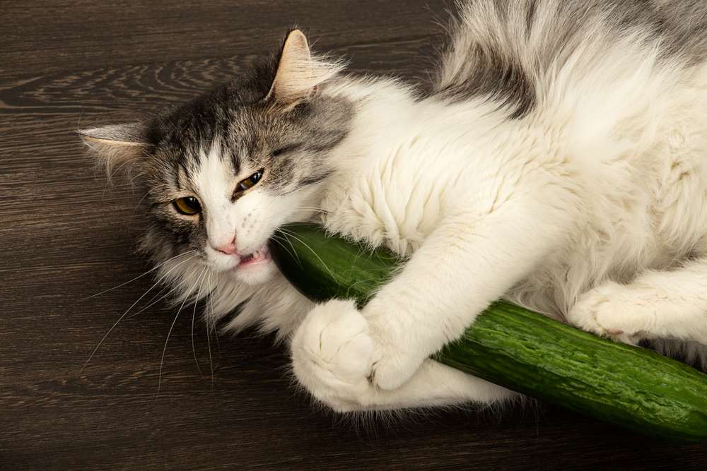 kat speelt met komkommer