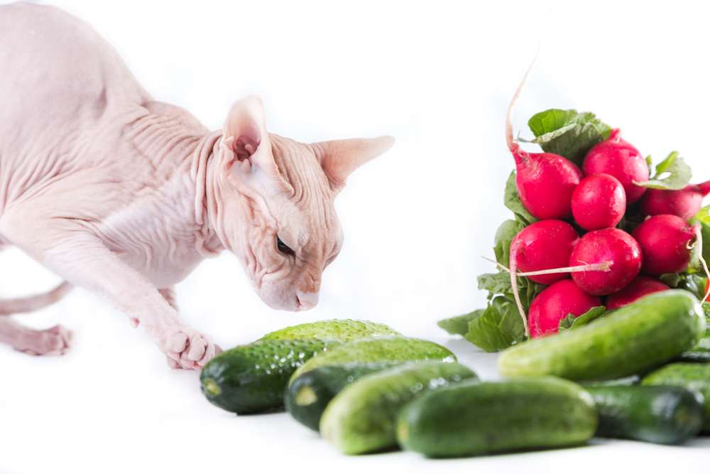 Kattensfinx en verse komkommer
