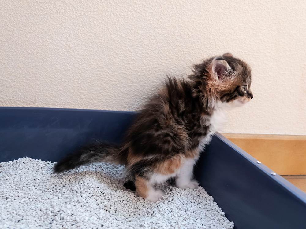 Een klein kitten met toilet, kattenbak