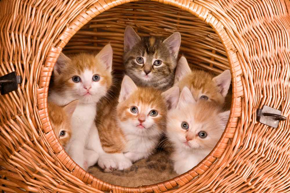 Gezin van zes kittens in eigen mandje
