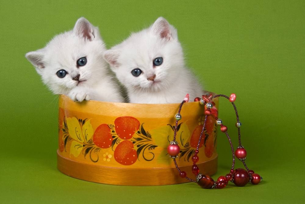 Twee witte pluizige kittens