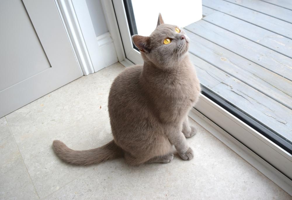Britse blauwe kat raszuiver zit bij de glazen deur