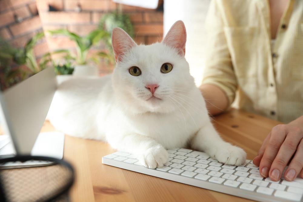 kat die op toetsenbord ligt en eigenaar afleidt