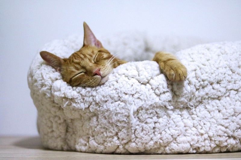 kat die comfortabel op een bed slaapt