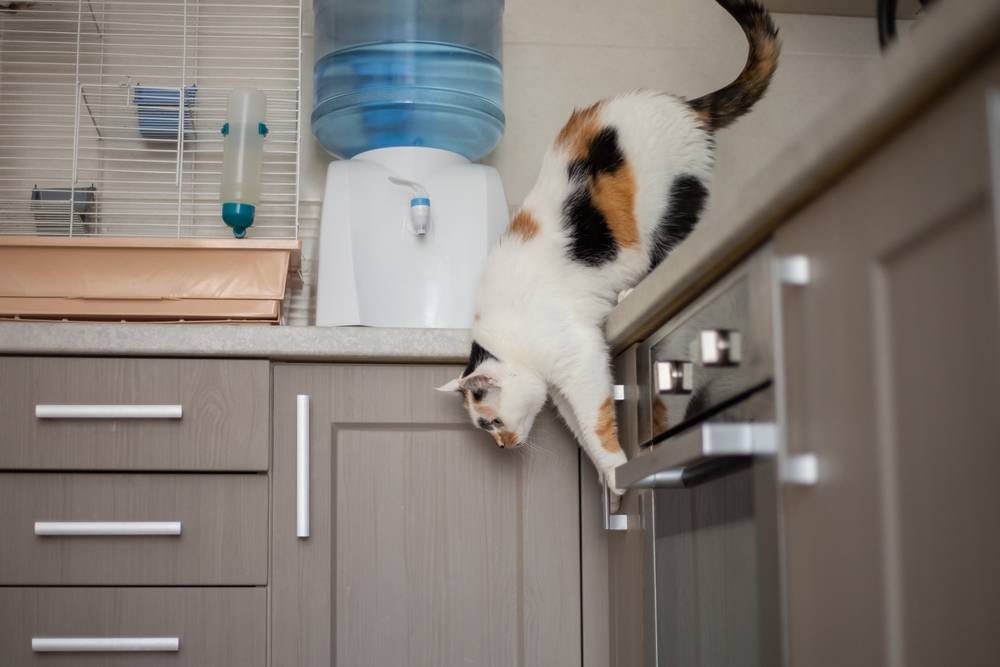 Kat die van de keukentafel springt