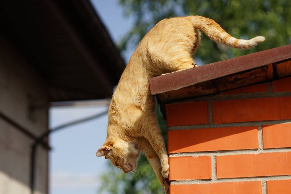Ginger Cat is klaar om van het landelijke dak te springen