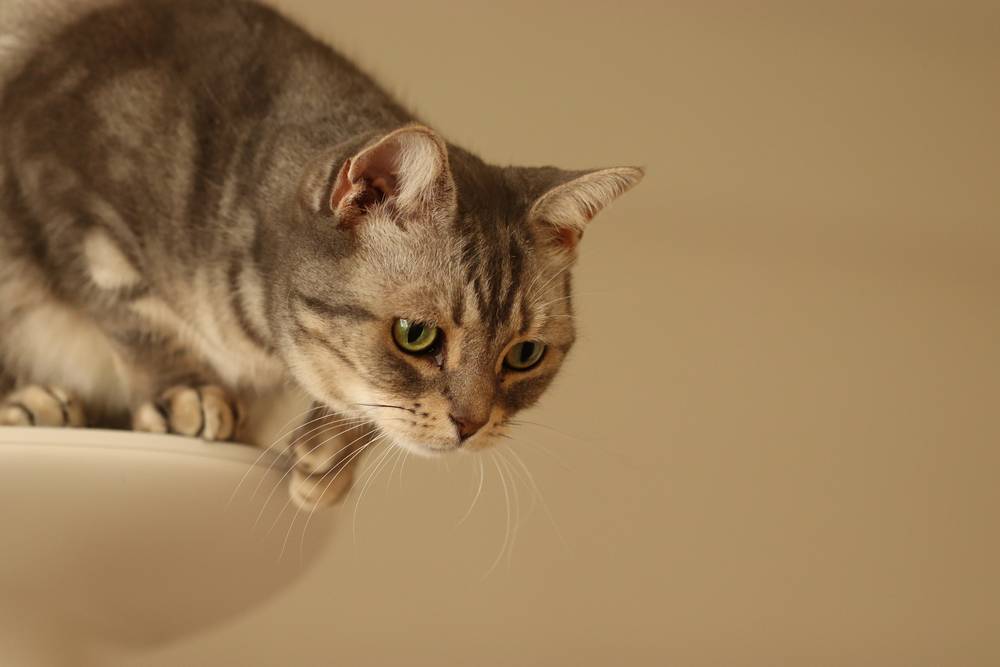 Kat probeert van kattentoren te springen
