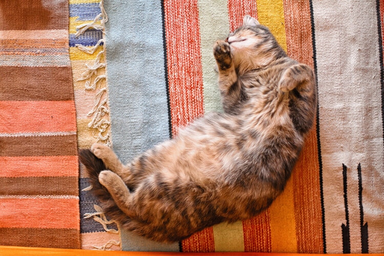 kat die op tapijt ligt