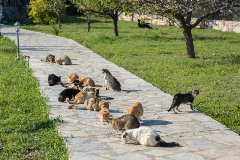 Verwilderde katten die in het park eten