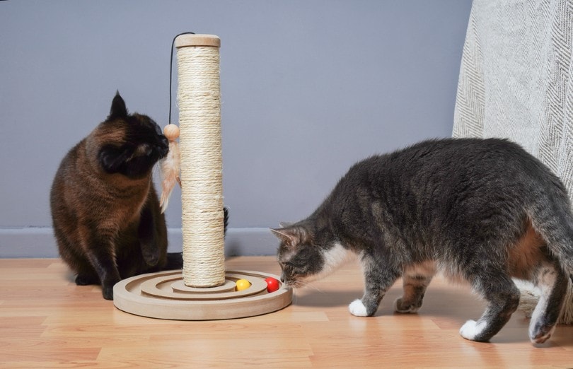 Twee katten spelen thuis met speelgoed