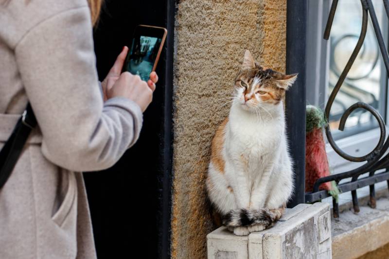 Vrouw fotografeert een zwerfkat met een smartphone
