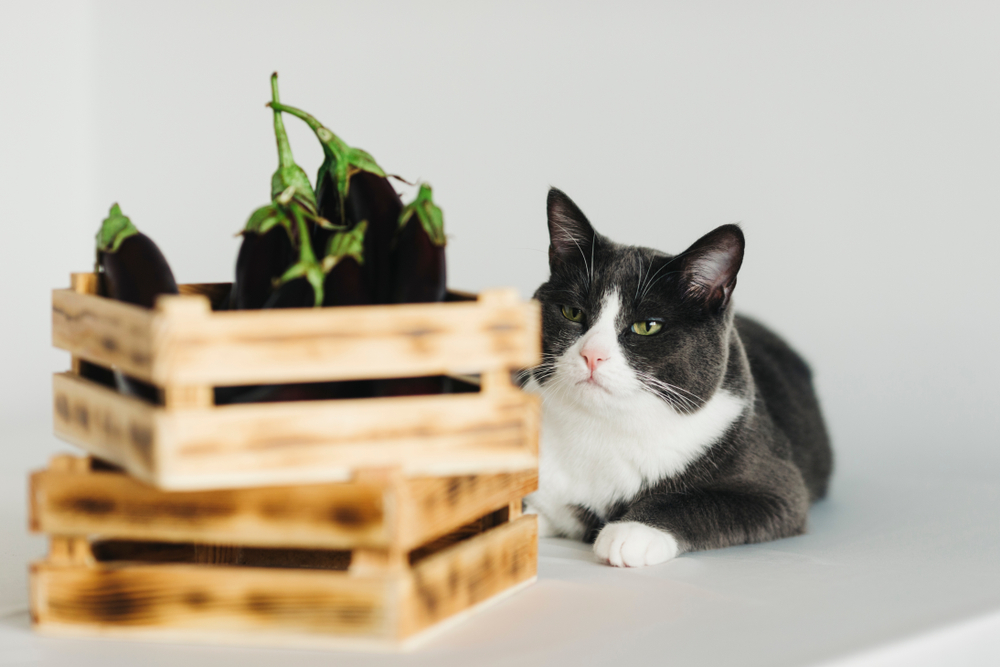Grijze kat met aubergine in een houten kist