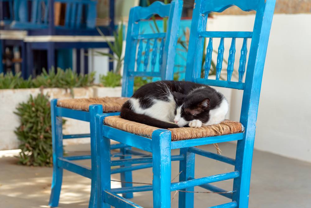 kat die in een blauwe stoel slaapt