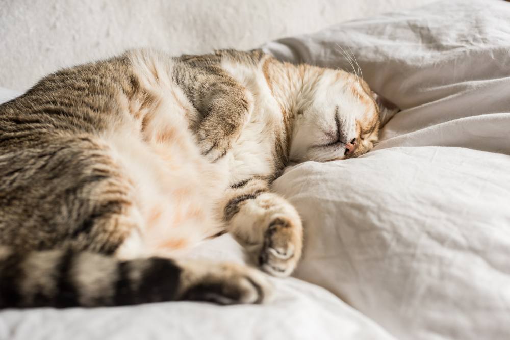 zwaarlijvige tabby kat slapen