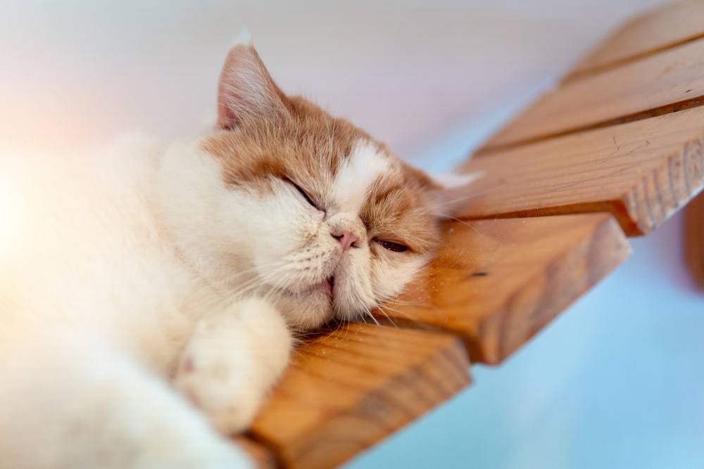 Perzische kat slapen