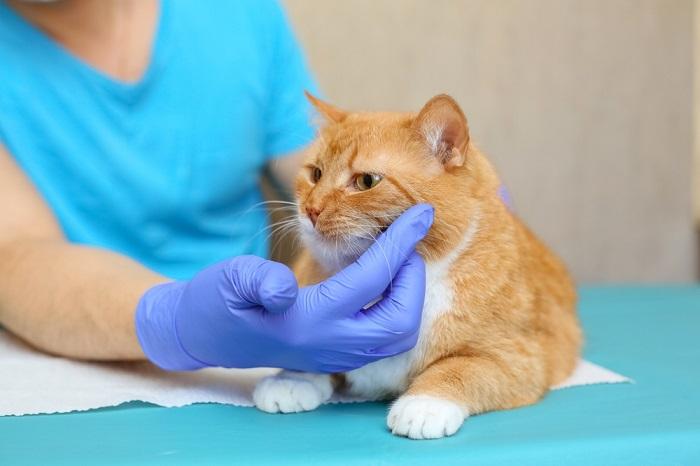 dierenarts onderzoekt zieke kat
