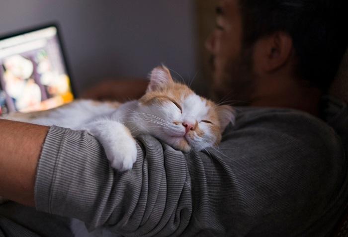 glimlachende gelukkige kat liggend op de schouder van de man