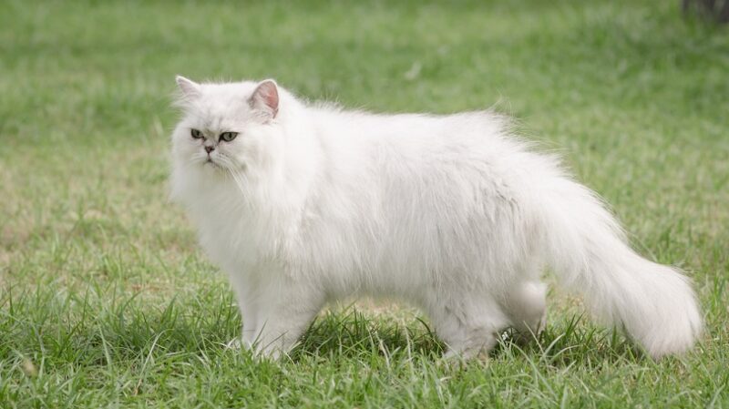 Witte Perzische kat die op groen gras loopt