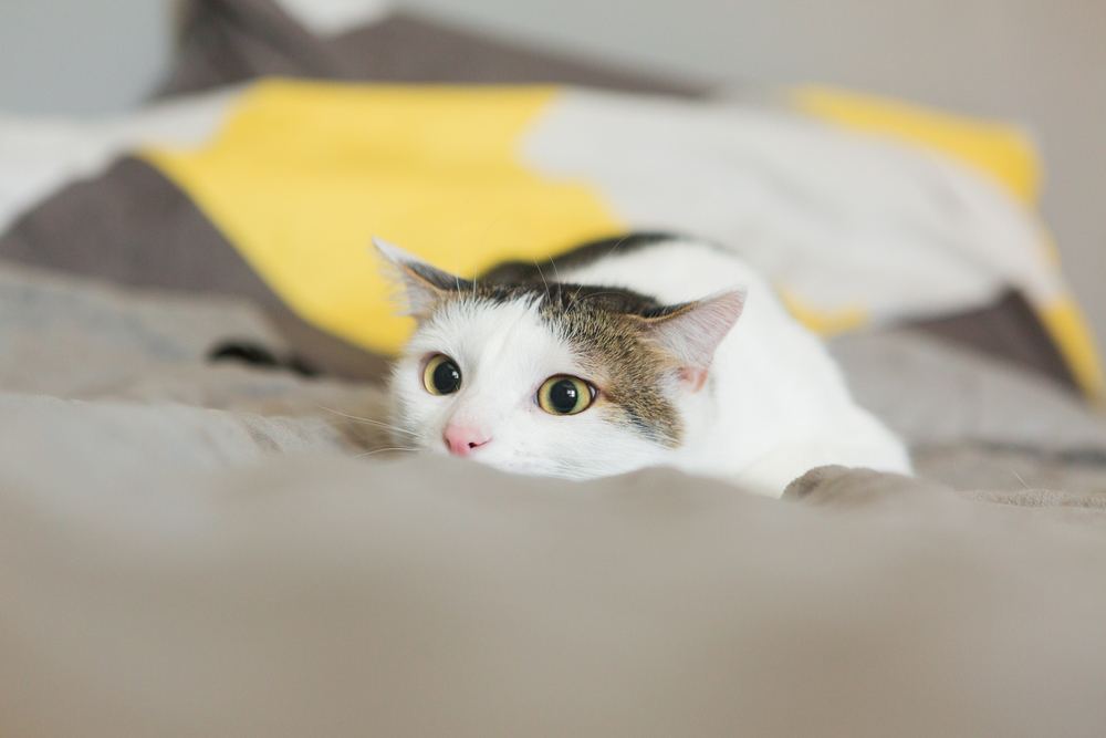 Kat jaagt op het bed
