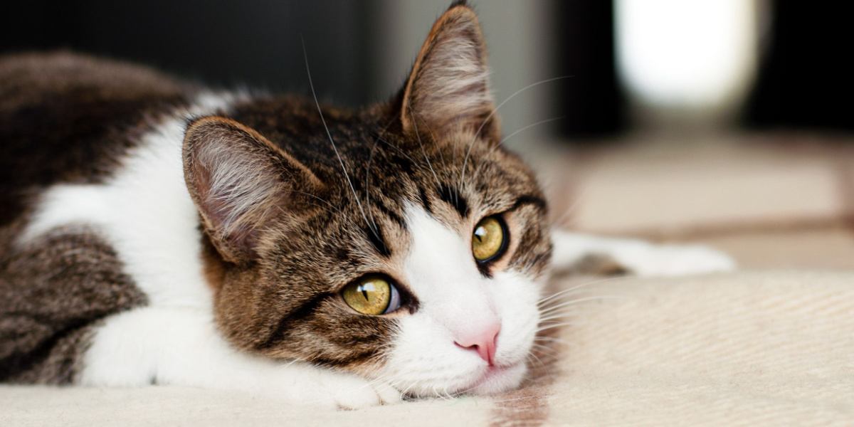 Krijgen katten hun gevoelens gekwetst?