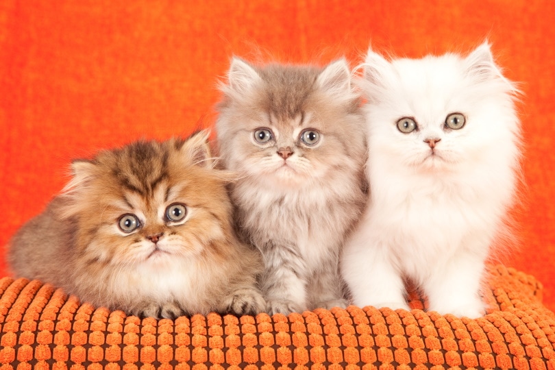 Perzische kittens in oranje background_Linn Currie, Shutterstock