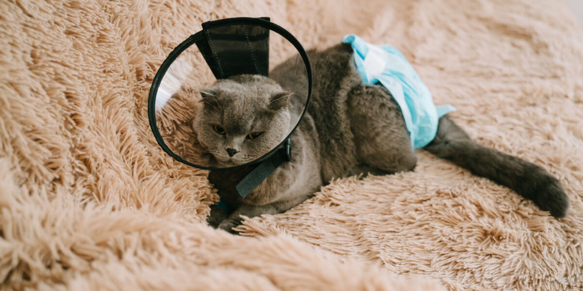 Kat met kegel en luier na trauma