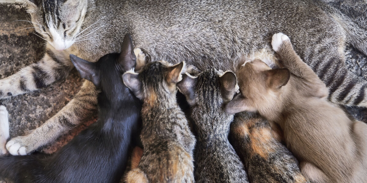 Moederkat die kittens voedt