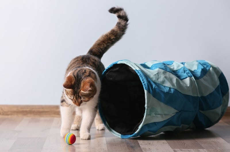 Kat speelt thuis met een bal en een tunnel