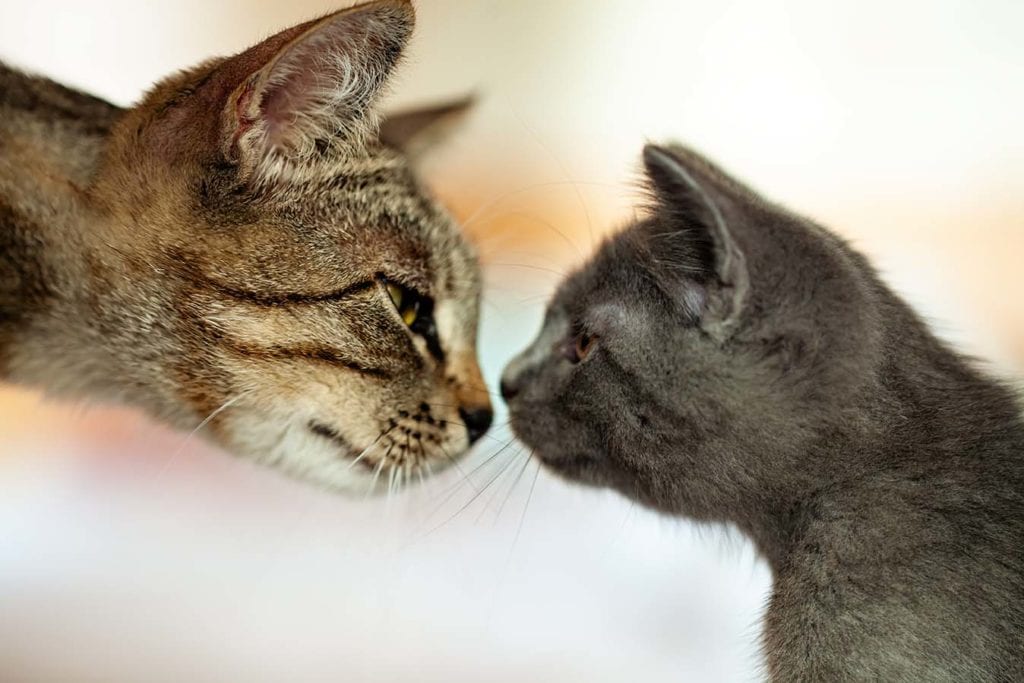 moederpoes neus aan neus met kitten
