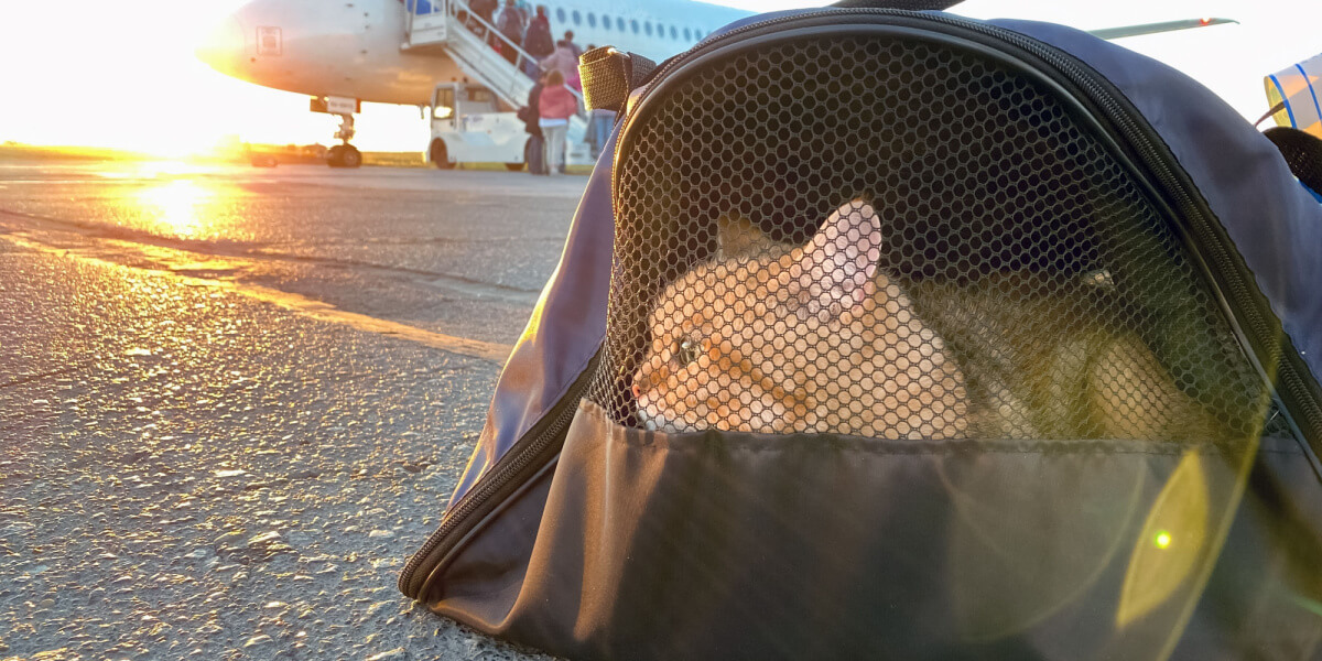 Kat in reismand in de buurt van een vliegtuig