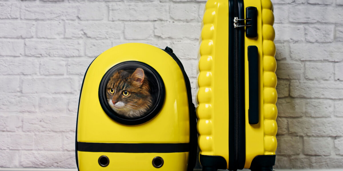 Kat in gele reismand bij koffer