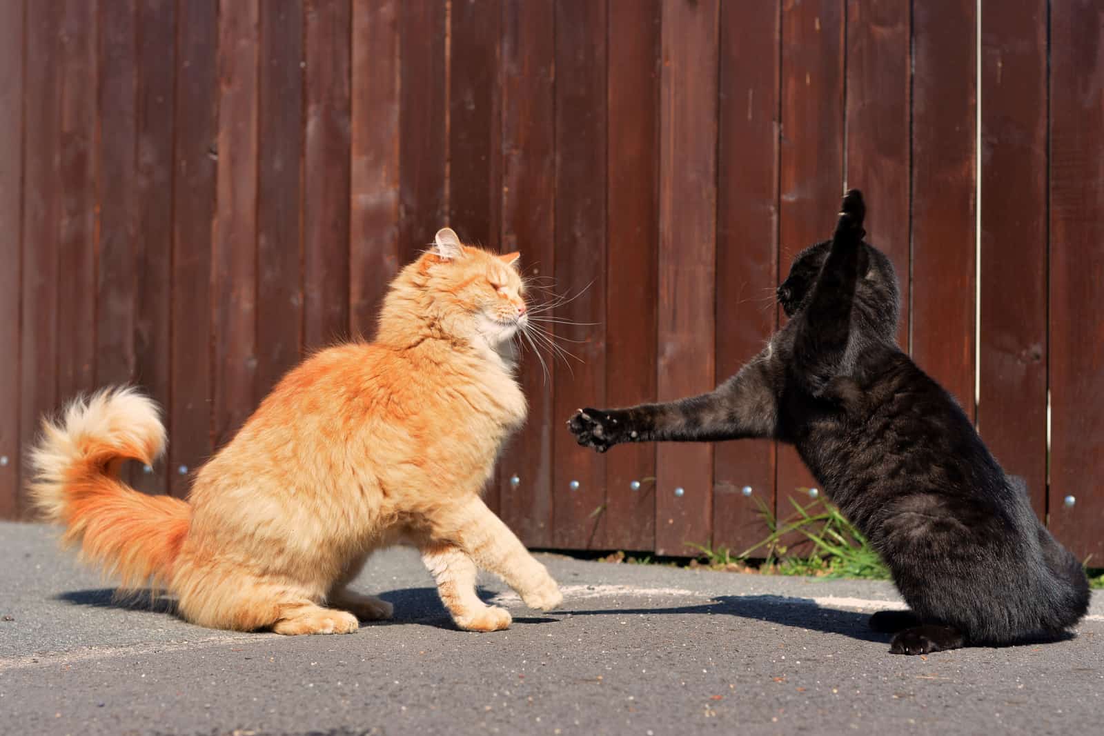 Katten vechten op straat