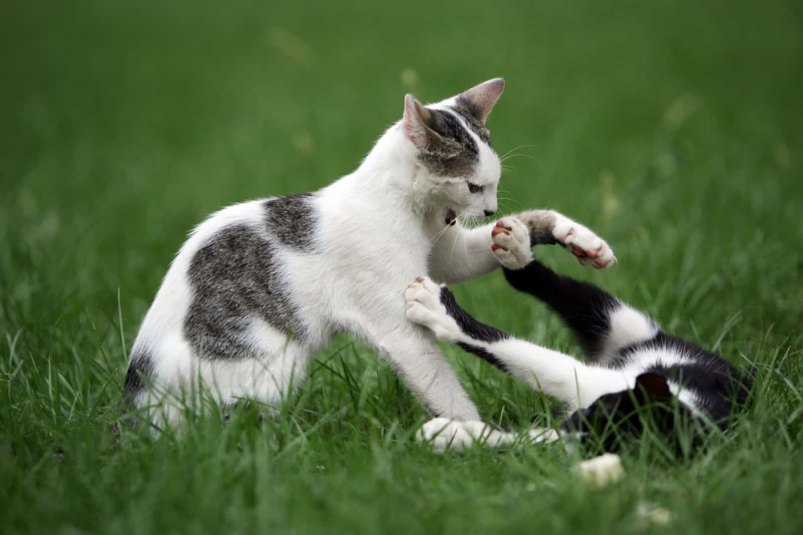 mannelijke en vrouwelijke kattengevechten in gras