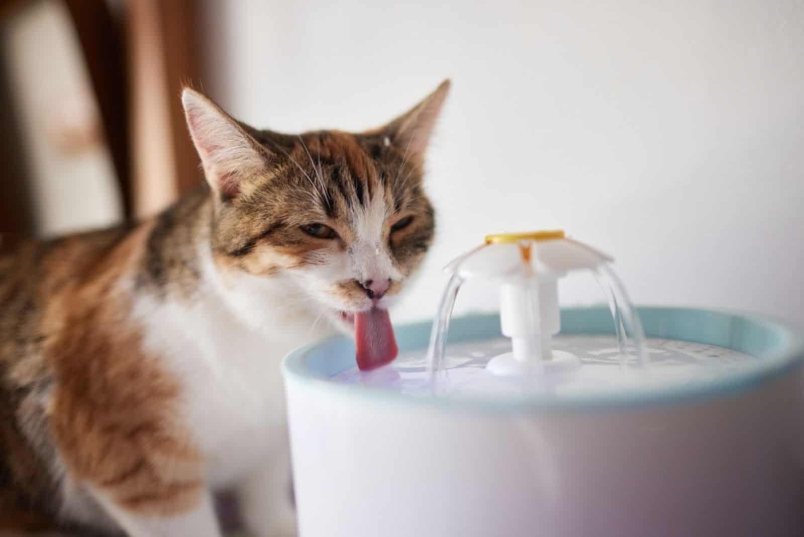 Waterdispenser voor huisdieren met automatische zwaartekrachtvulling.