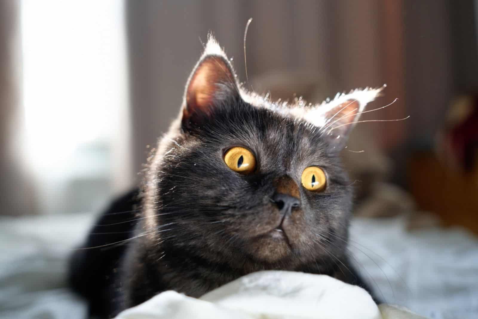 Schattige Schotse zwarte tabby kat.