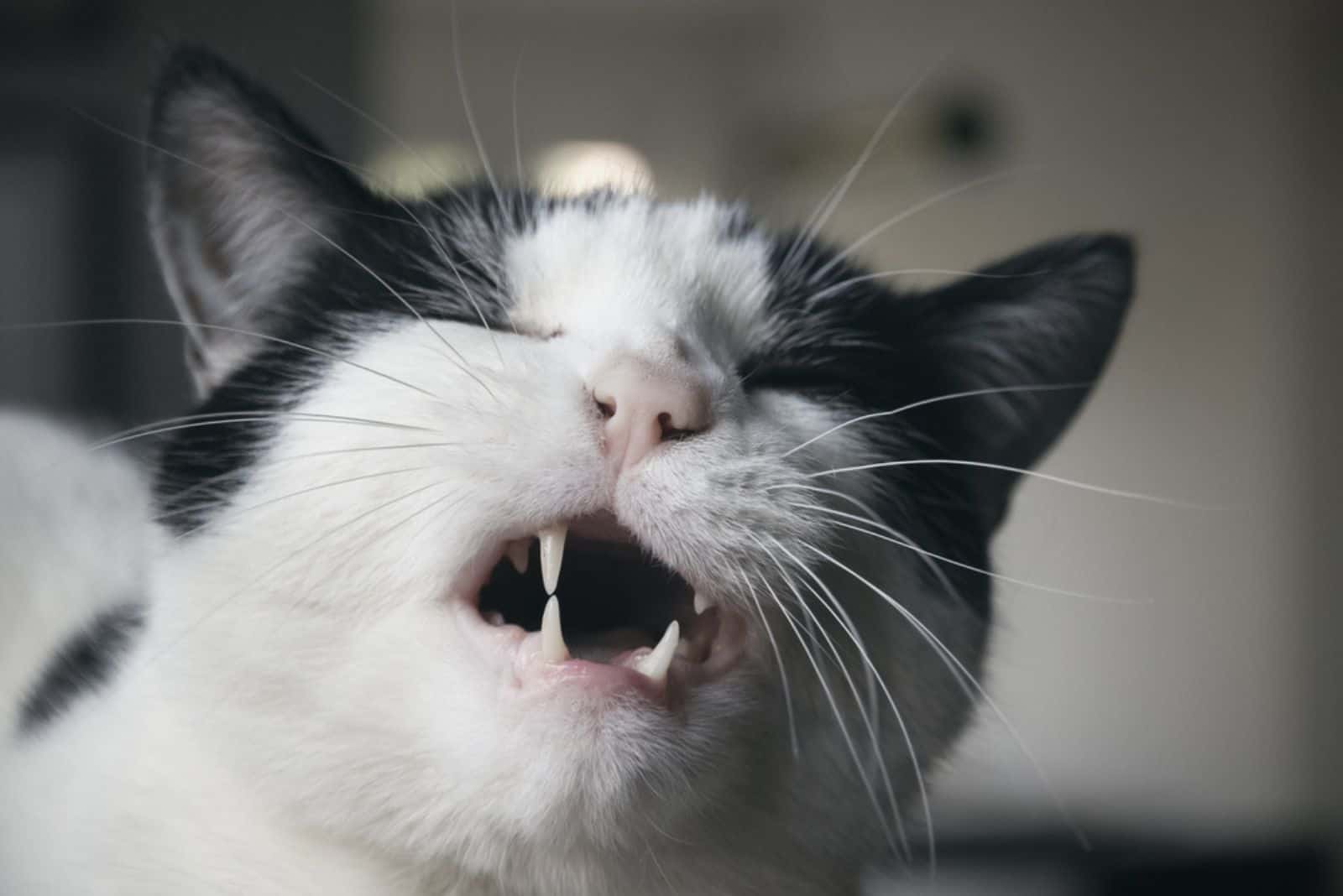 Zwart-witte kat grimassend met zijn mond open